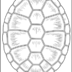 Detailed Turtle Shell Coloring Pages